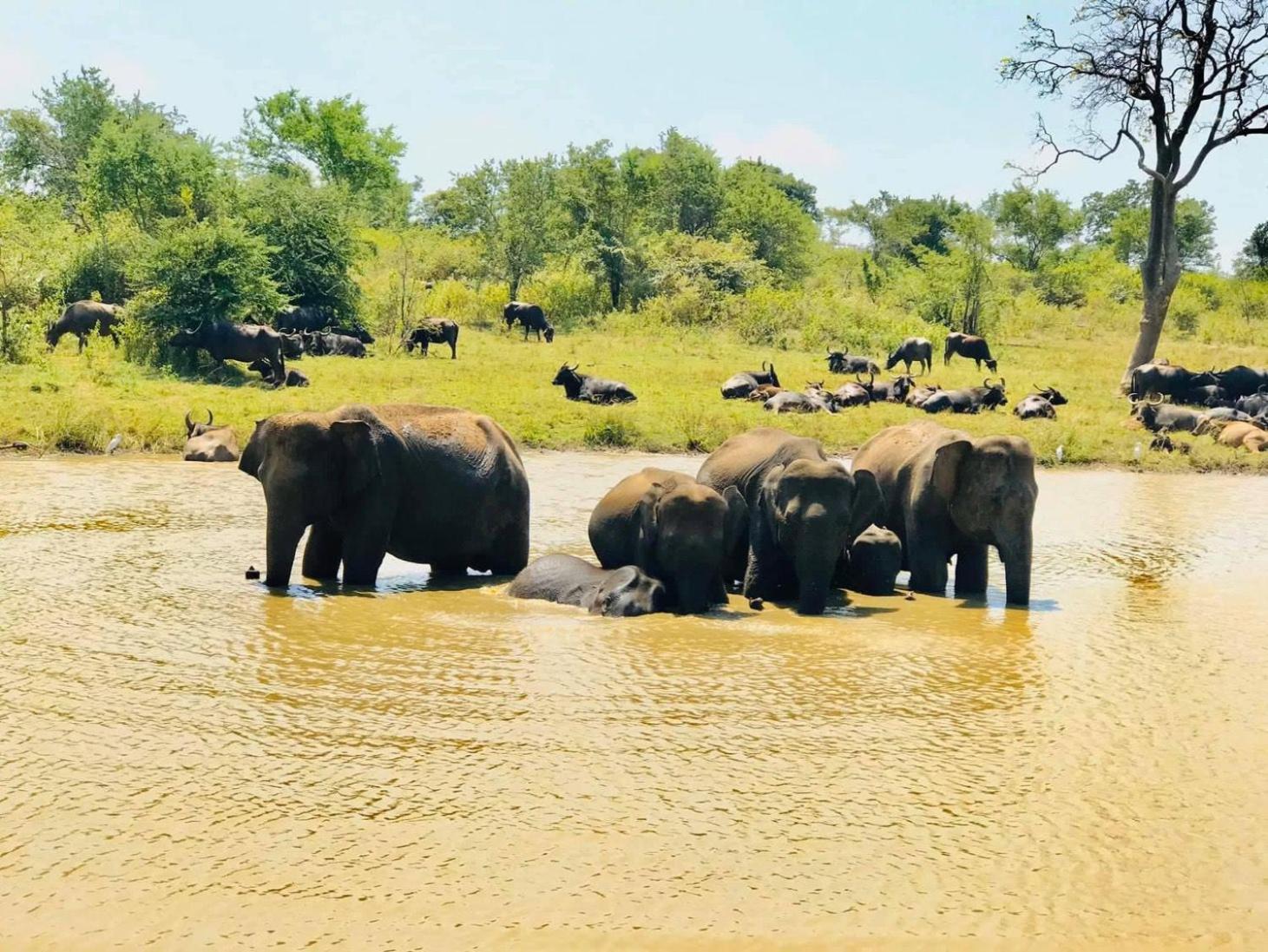 فندق Wild Heaven اوداوالاوي المظهر الخارجي الصورة