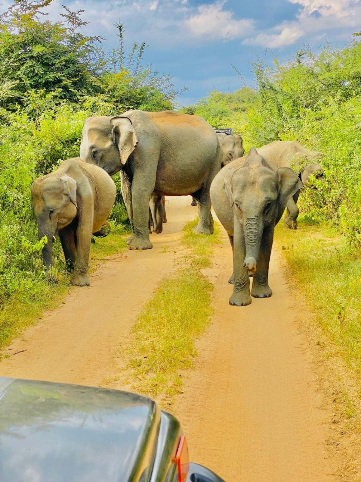 فندق Wild Heaven اوداوالاوي المظهر الخارجي الصورة