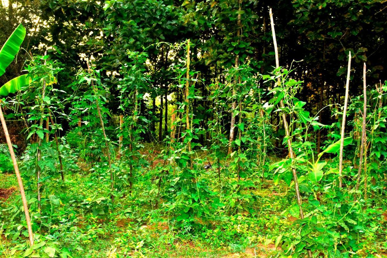 فندق Wild Heaven اوداوالاوي المظهر الخارجي الصورة